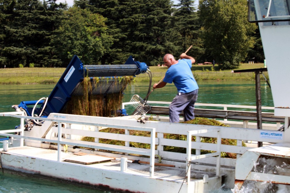 Taglio di una maxi pianta