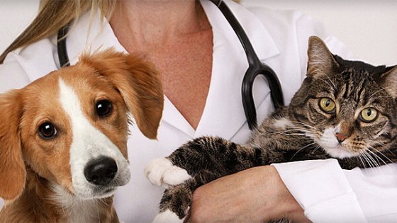 Risultati immagini per animali cani gatti