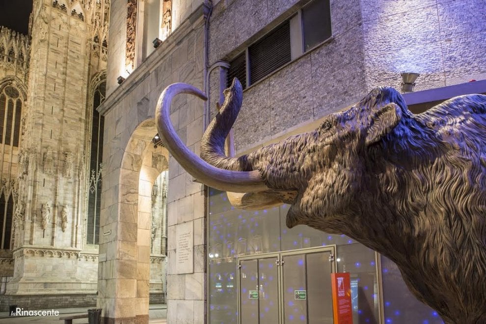 Come Si Chiama Il Mammut Dell Era Glaciale