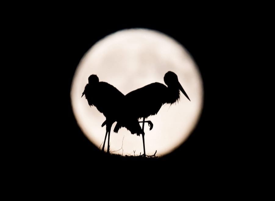 Occhi al cielo per la Luna blu, tornerà solo nel 2018