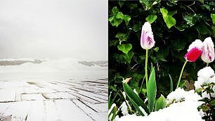 Nevica da nord a sud, i fiocchi sulla fioritura di Castelluccio