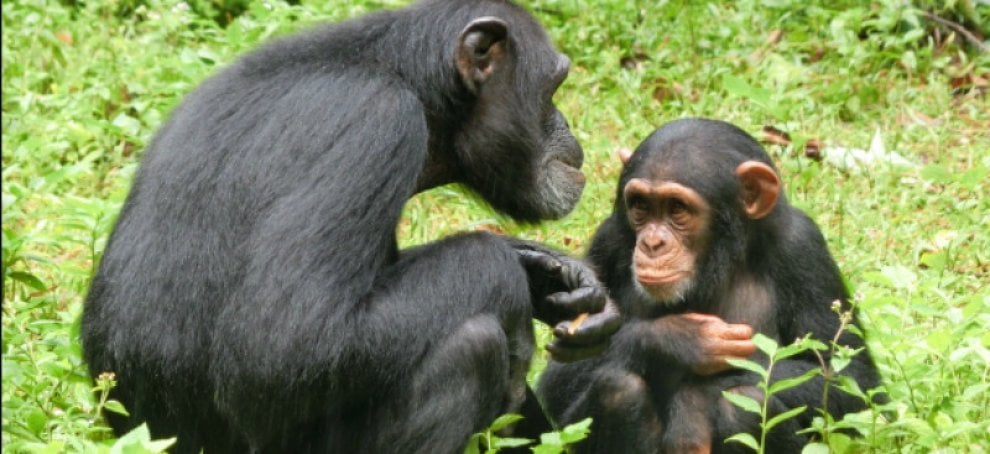 Uomini e primati, simili anche nelle espressioni