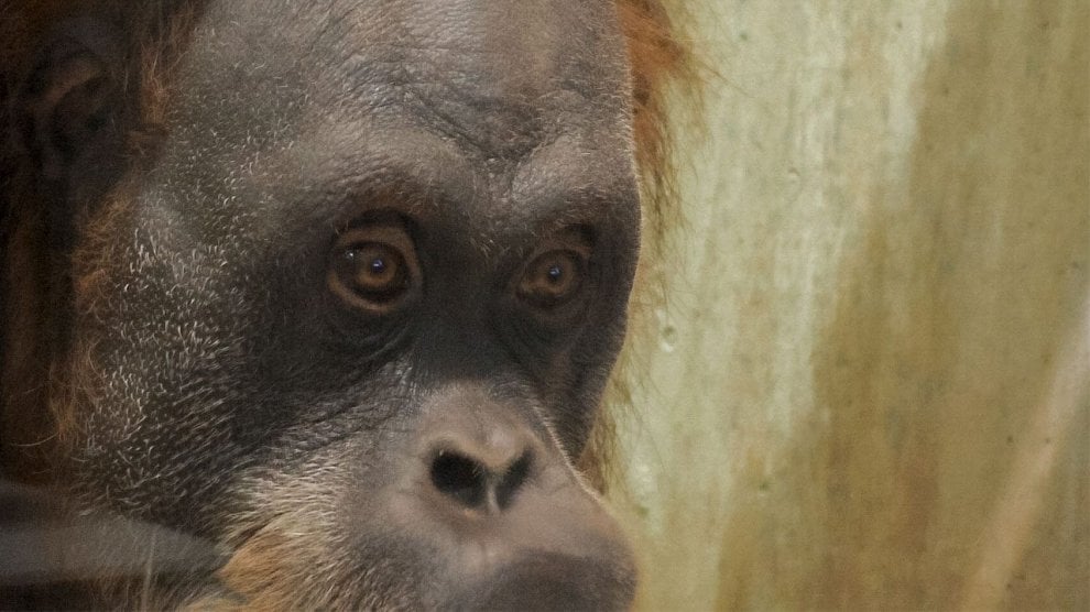 Uomini e primati, simili anche nelle espressioni