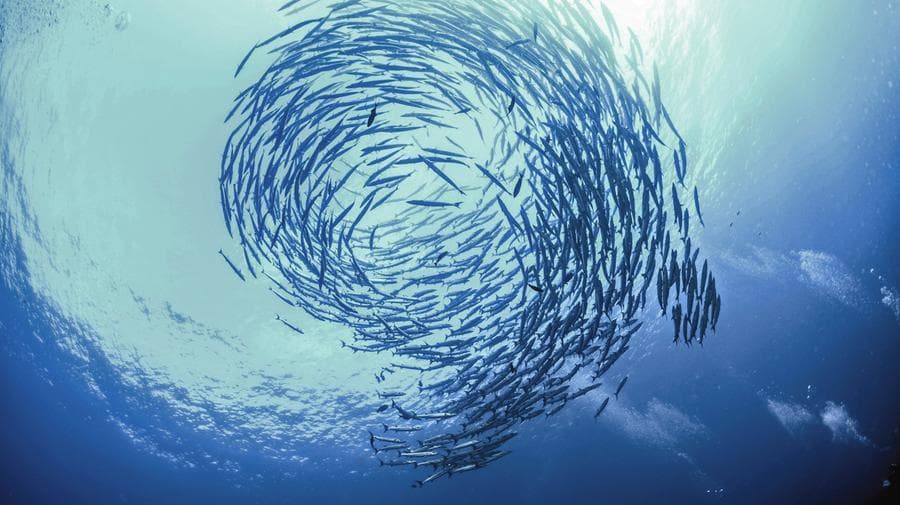 Un banco di barracuda
