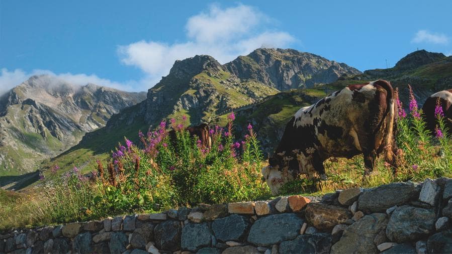 La pezzata rossa, razza bovina di vacca diffusa in Val d'Aosta (@Sara Furlanetto)
