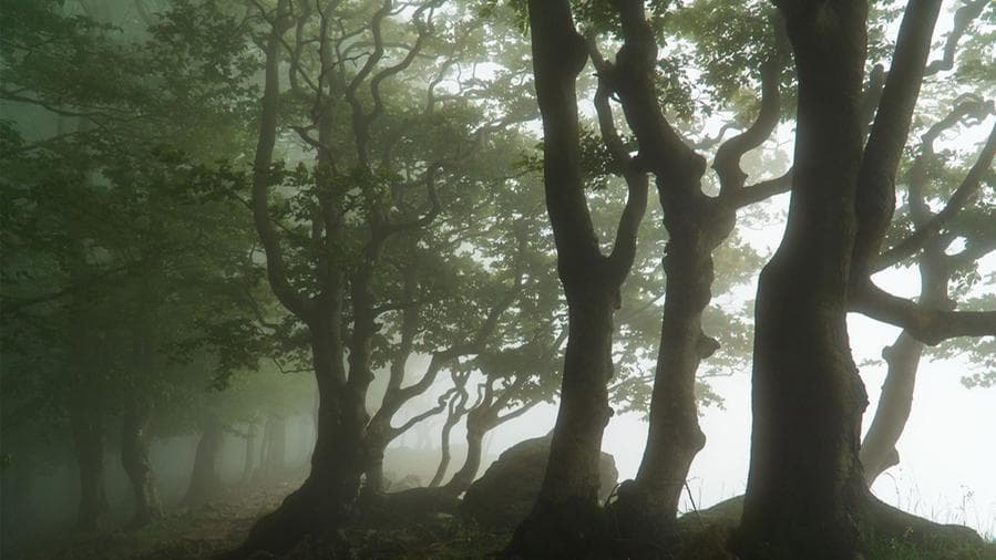 La nebbia nei boschi dell'Alta via dei monti liguri (@Andrea Buonopane)
