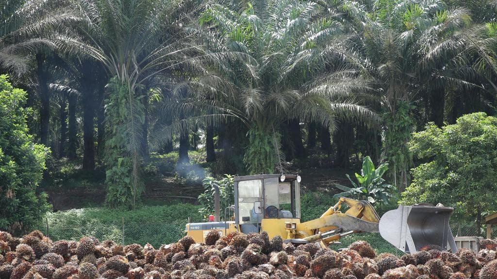 Malesia, dal fronte della guerra sull’olio di palma