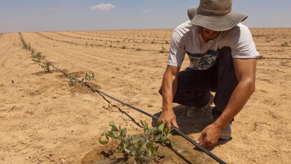 Come nel deserto. La tecnologia israeliana per l’irrigazione a goccia sbarca in Italia