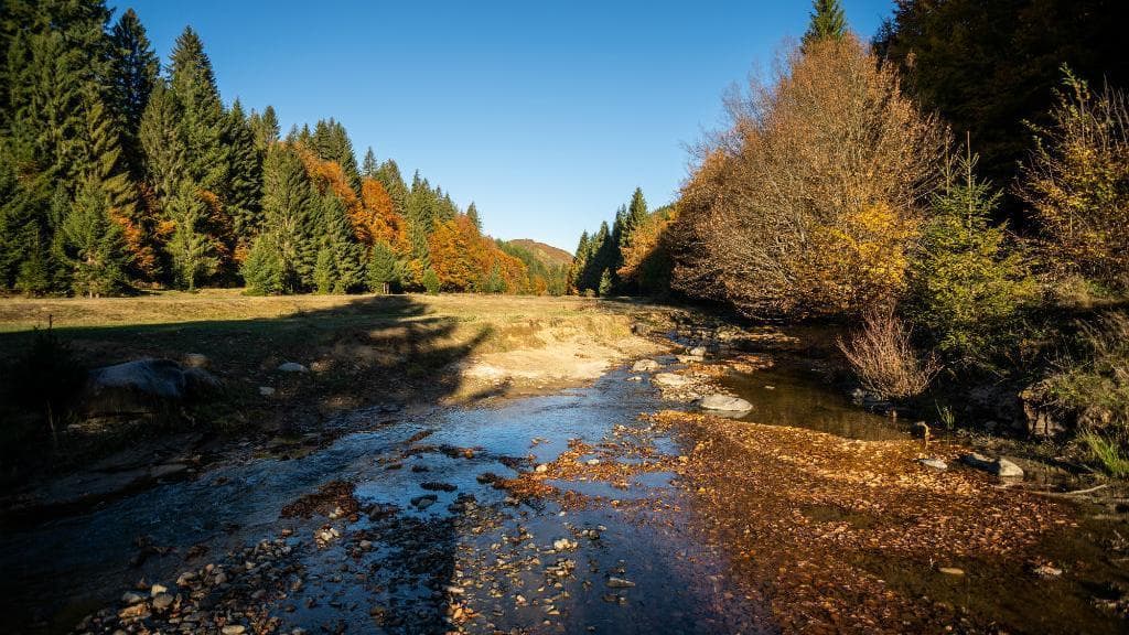 Foreste Tropicali Da Serbatoi A Emettitori Di Co2 Sedicialberi