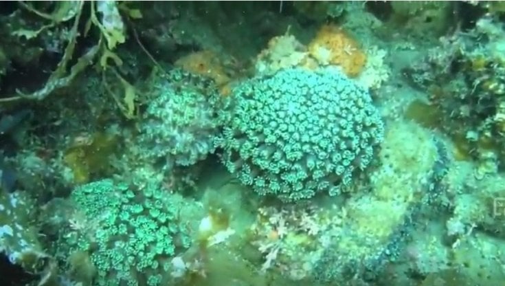 Una colonia di coralli Alveopora japonica nel Pacifico