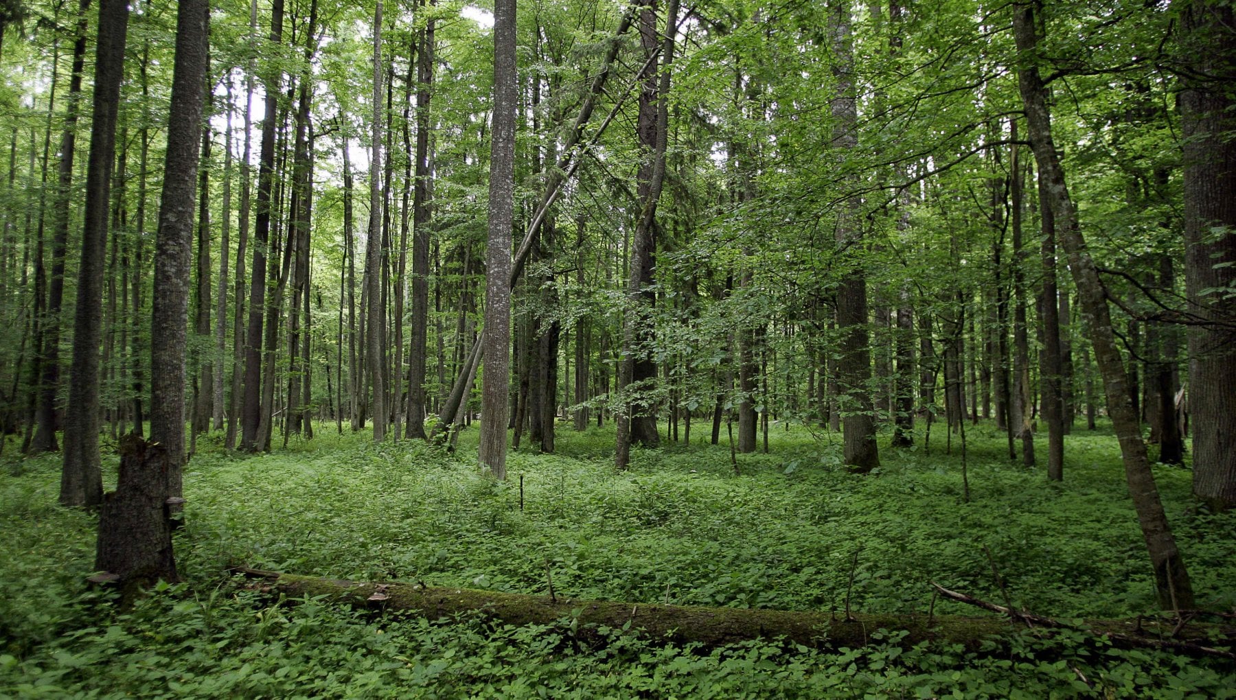 Polonia Nel Mirino Dell Ue Per Il Taglio Di Alberi Nella Foresta 