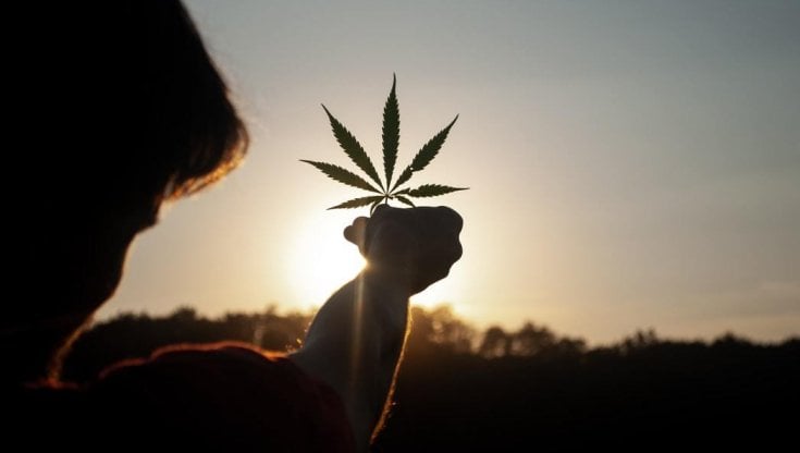 Cannabis terapeutica, tutto quello che c'è da sapere