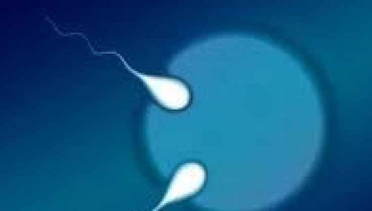 Fertilità: lo spermatozoo sa farsi furbo