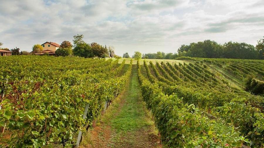I vigneti della cascina Giuspin
