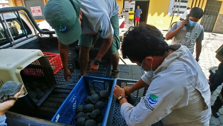 Galapagos, nella valigia nascondeva 185 cuccioli di tartaruga