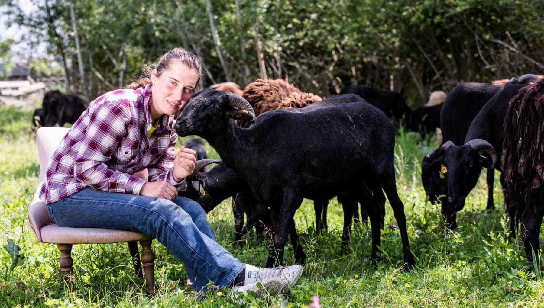 Lame Per Tosare Pecore 13 Denti Curvi - Acciaio Al Carbonio, Resistenza E Precisione Per Toelettatura Animali
