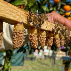 L'ape regina perfetta? Nasce in provincia di Alessandria