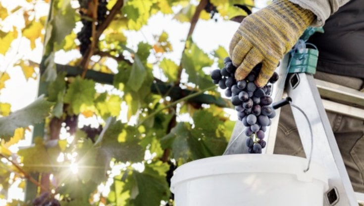Il futuro del Vigneto Italia: fare squadra per rilanciarsi