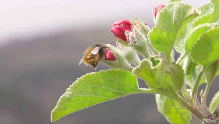Un'ape solitaria: il suo lavoro &egrave; prezioso per la biodiversit&agrave;