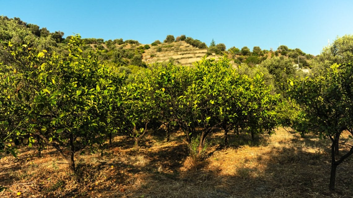 Inizialmente il limone prese il nome di &ldquo;fino&rdquo; o &ldquo;speciale&rdquo;. Fino per la sua buccia e speciale perch&eacute; poteva essere raccolto mesi prima rispetto ad un limone normale. (foto Melania Siracusano)