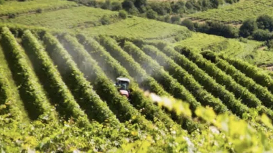 I vigneti di Massimago in Valpolicella