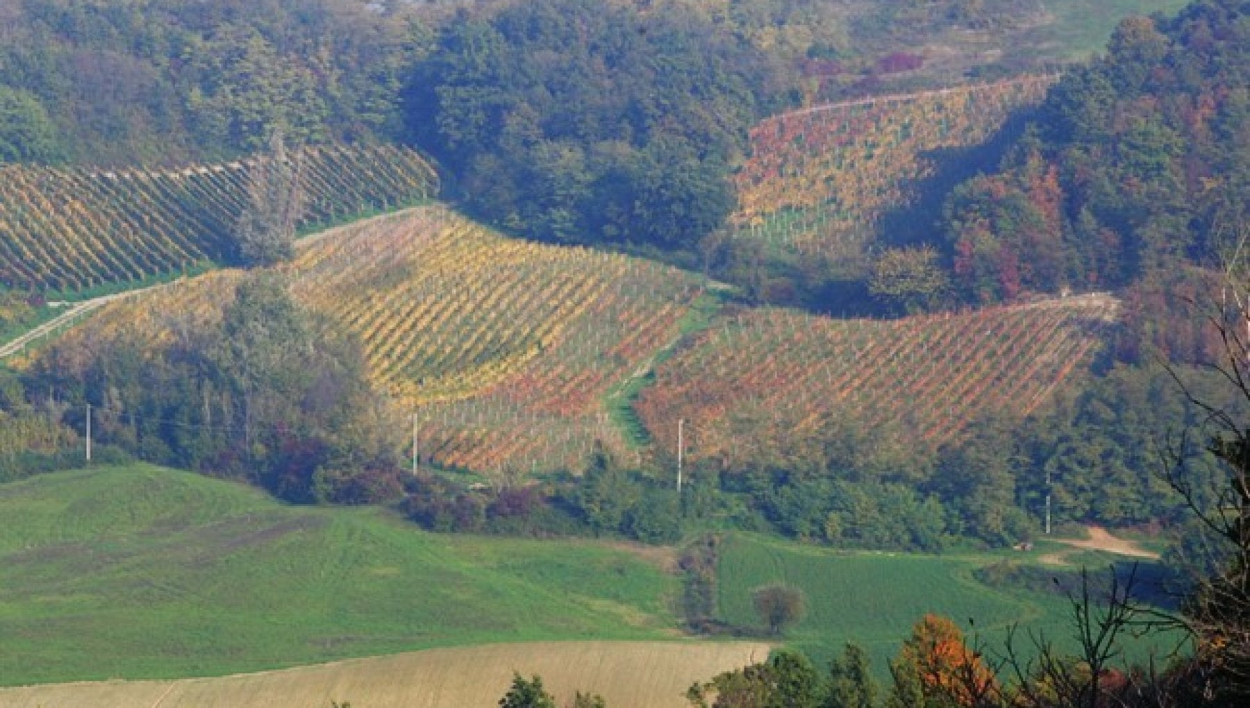 Un sospiro di Francia nel Rosso Pinò di Fattoria Olmo Antico - Vimarsana News