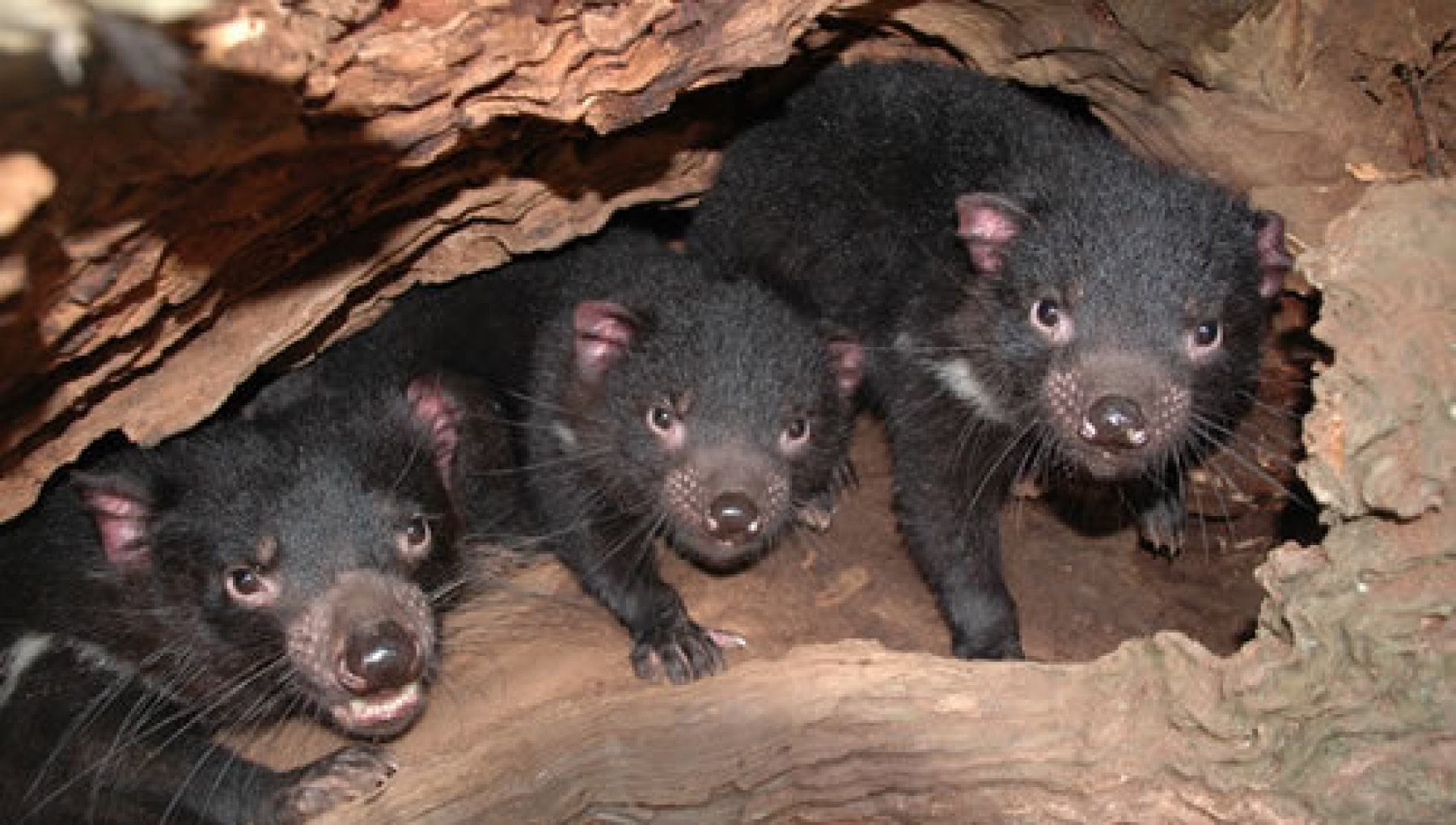 foto del diavolo della tasmania