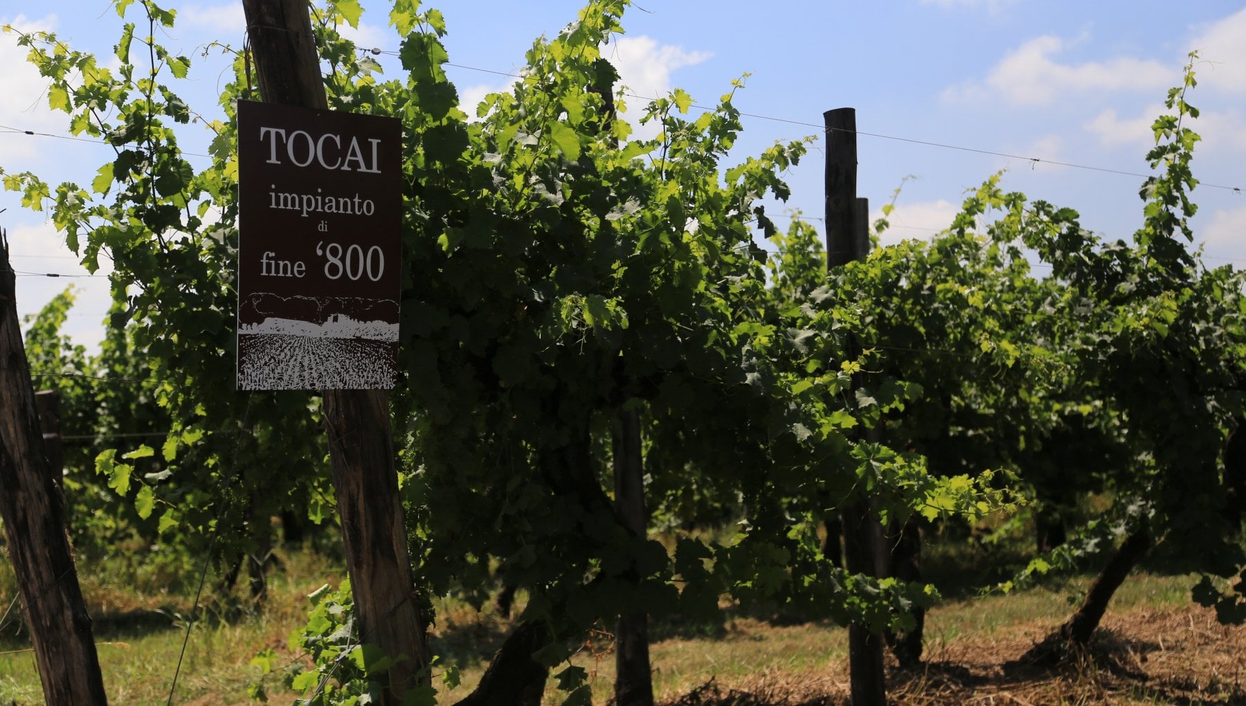 Le vecchie vigne nel bosco più antico: in Pianura Padana un terroir fermo nel tempo - Vimarsana News