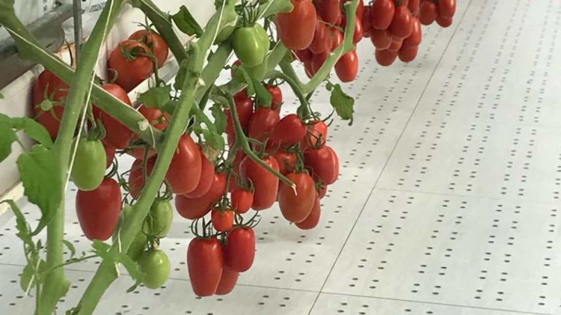 I semi dei frutti, pomodori compresi, possono essere utilizzati come parte integrante dell'inchiostro alimentare per le stampanti 3D di nuova generazione&nbsp;