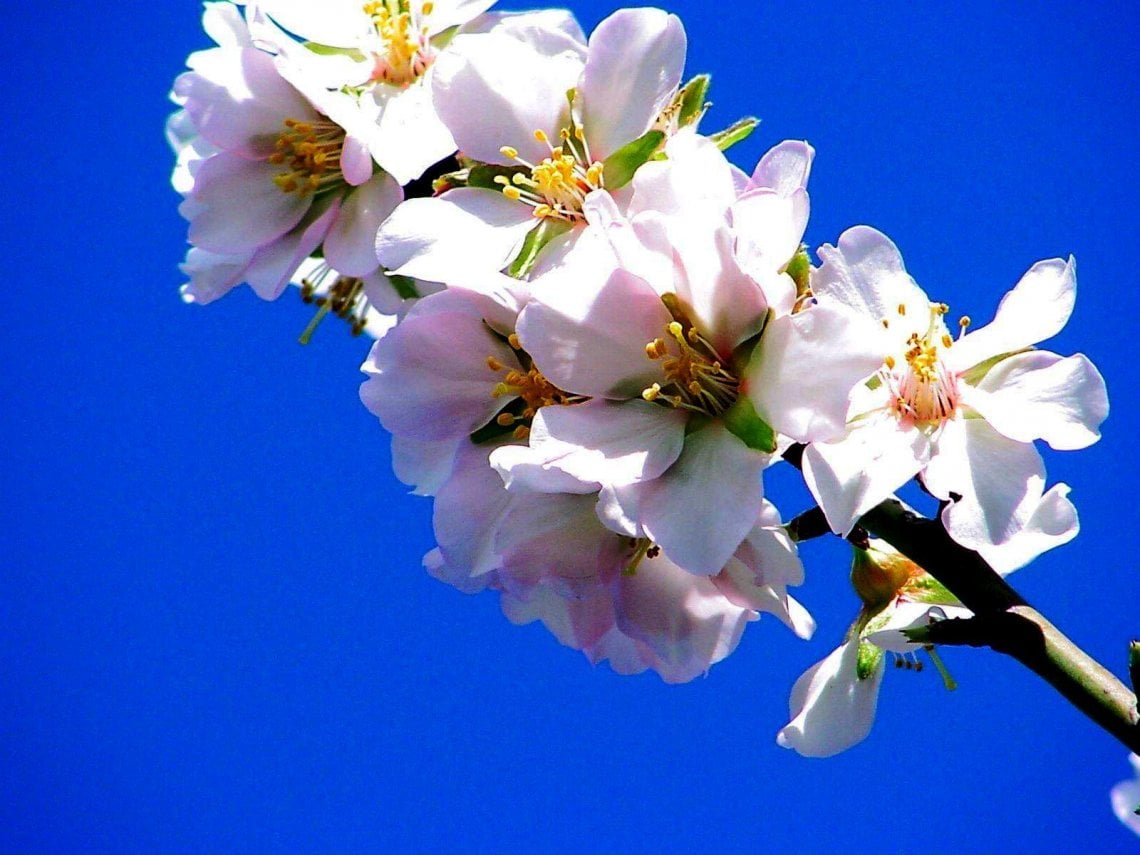 I fiori del mandorlo