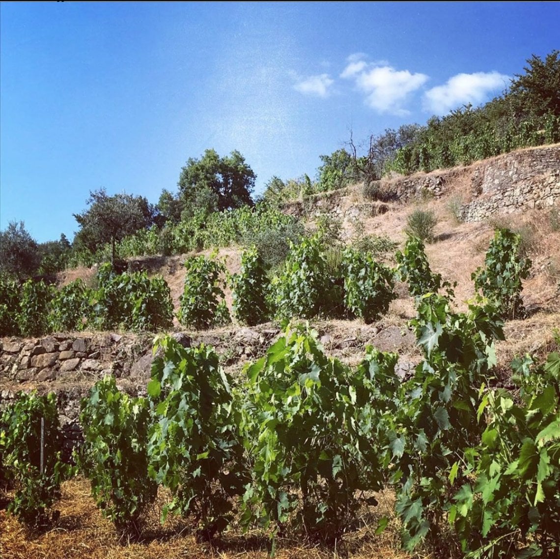 Le vigne terrazzate de l'Aietta