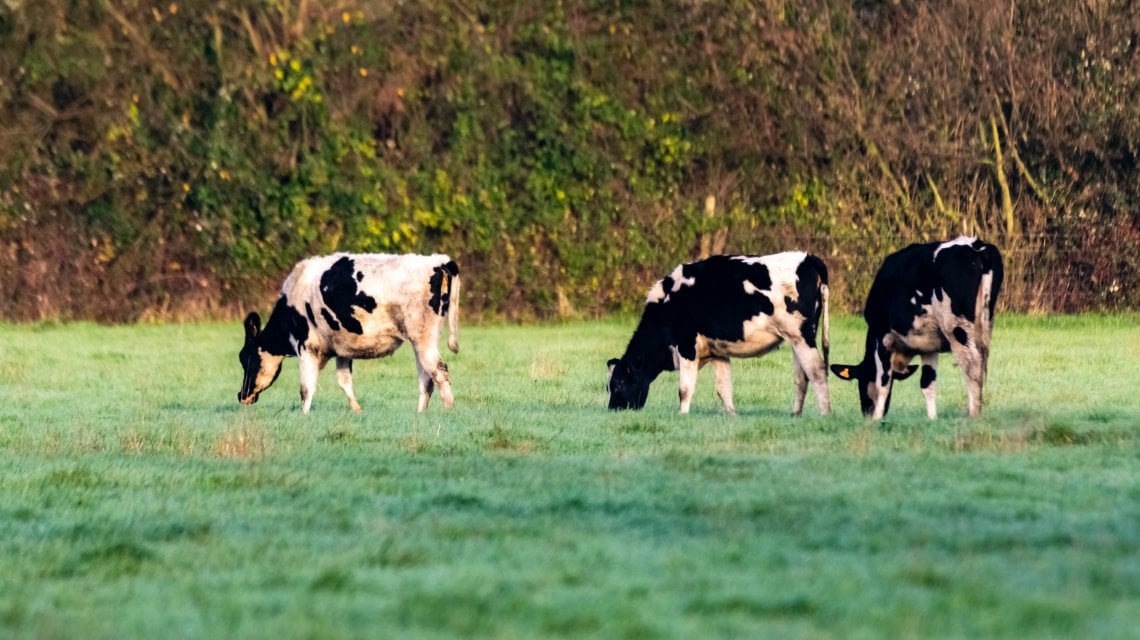 La cooperativa di agricoltori&nbsp;riunisce 120 soci nell'area rurale compresa tra Testa di Lepre e Roma, e dispone di tre spacci aziendali dove acquistare carne di prima scelta