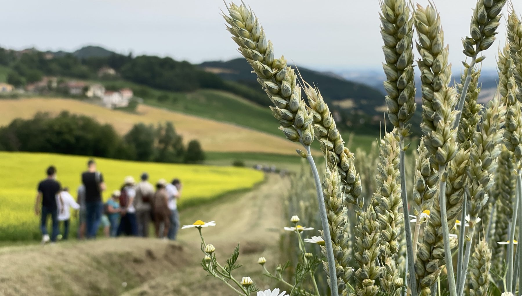 Dal seme alla pagnotta, la storia antica del grano di montagna - Vimarsana News