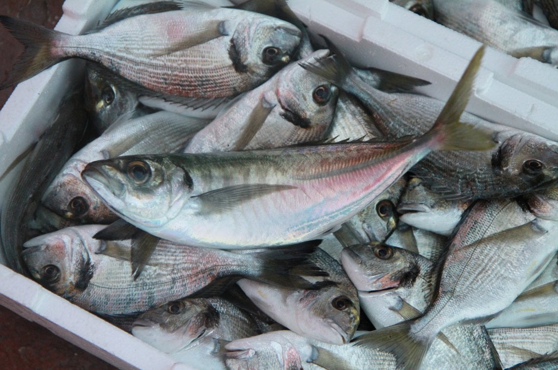 Il pescato della levata dell'alba