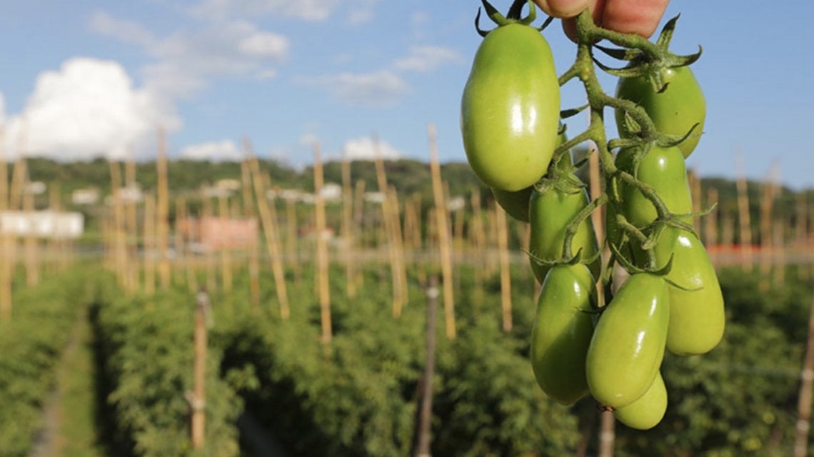 I pomodori cannellino di Cumadoro