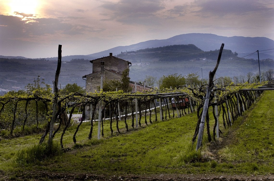 Le vigne di Masi