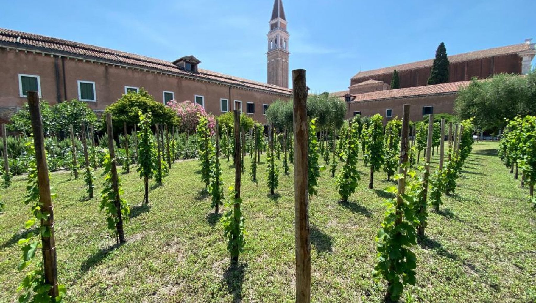 Venezia, la vigna di San Francesco e i 60 anni del Pinot Grigio - Vimarsana News