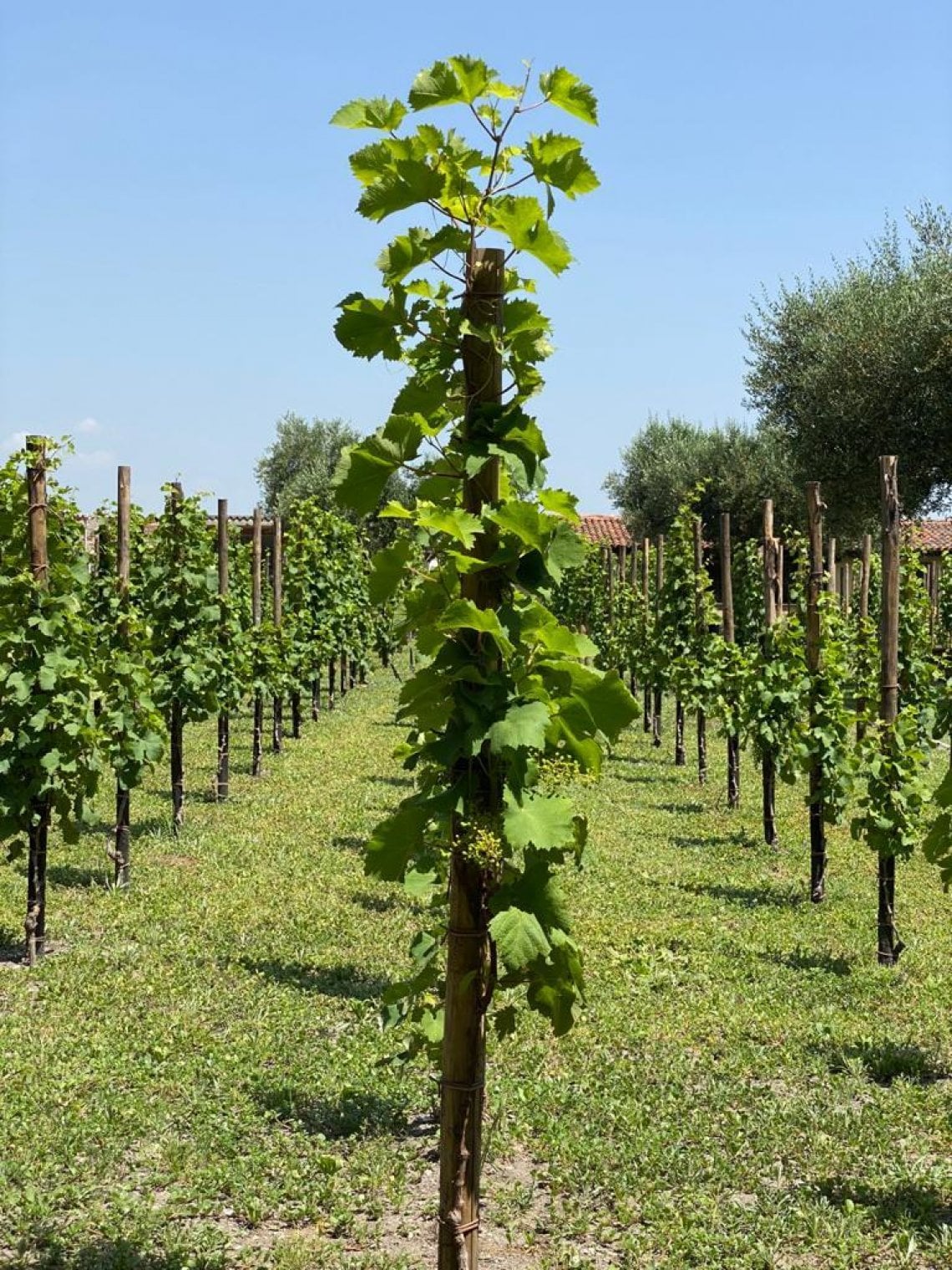 I filari della vigna urbana veneziana