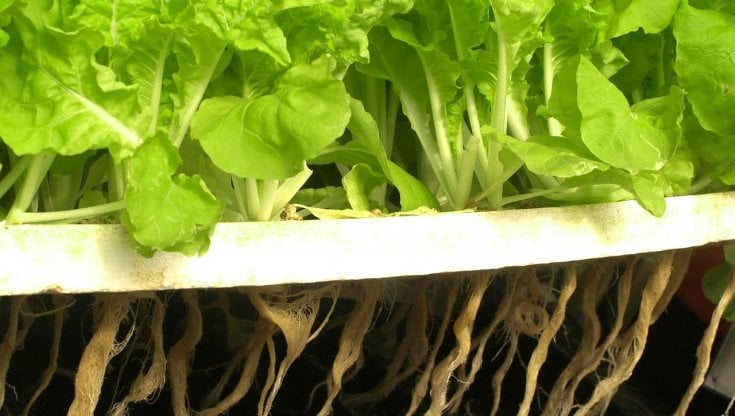 Il cibo del futuro? Sarà prodotto con l'aria