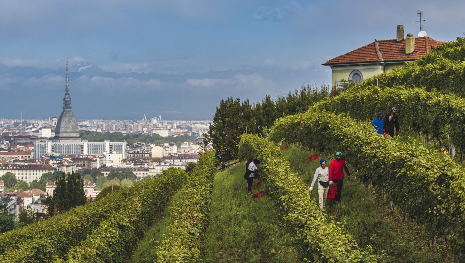 Angoli di paradiso fra routine e grattacieli: la mappa europea delle vigne urbane - Vimarsana News