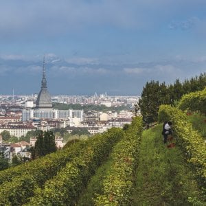 Angoli di paradiso fra routine e grattacieli: la mappa europea delle vigne urbane