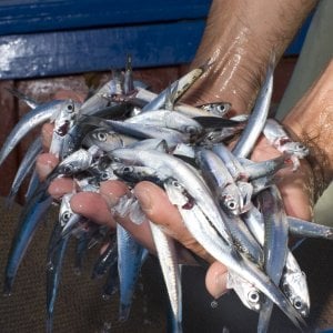 Dalla Masculina siciliana alle alici del Cilento, tutti i Presìdi Slow Food che proteggono il mare