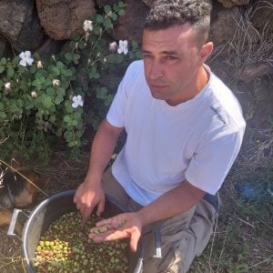 Appuntamento all'alba a Pantelleria: sull'isola del vento è tempo di raccogliere i capperi