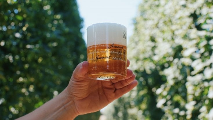 Birra Amarcord Gradisca tra i filari del luppoleto della Cooperativa dei Luppoli Italiani