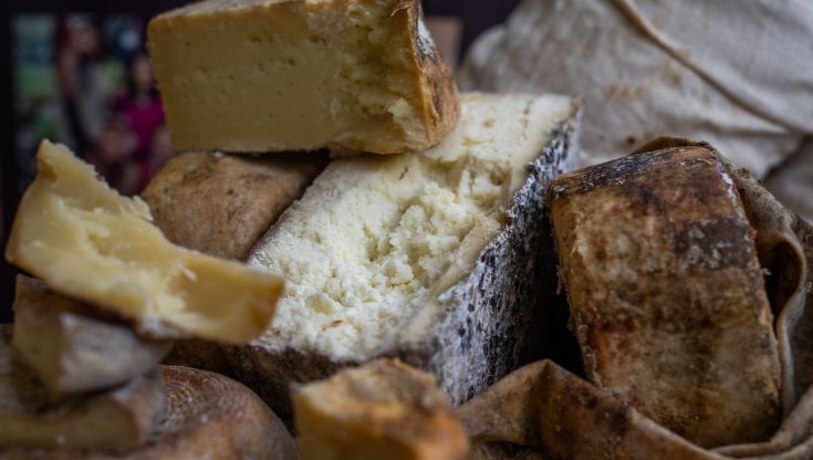 Cheese, la fiera del formaggio etico che valorizza gli animali