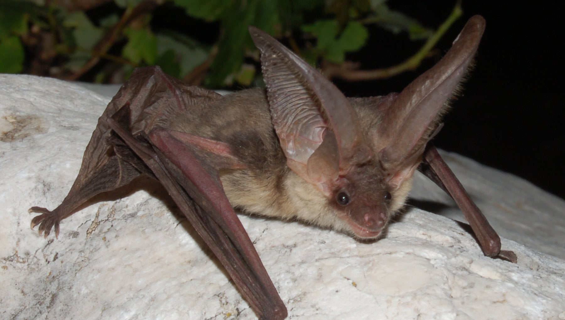 Covid, giù le mani dai pipistrelli. Gli esperti: "Basta alla caccia alle streghe" - Vimarsana News