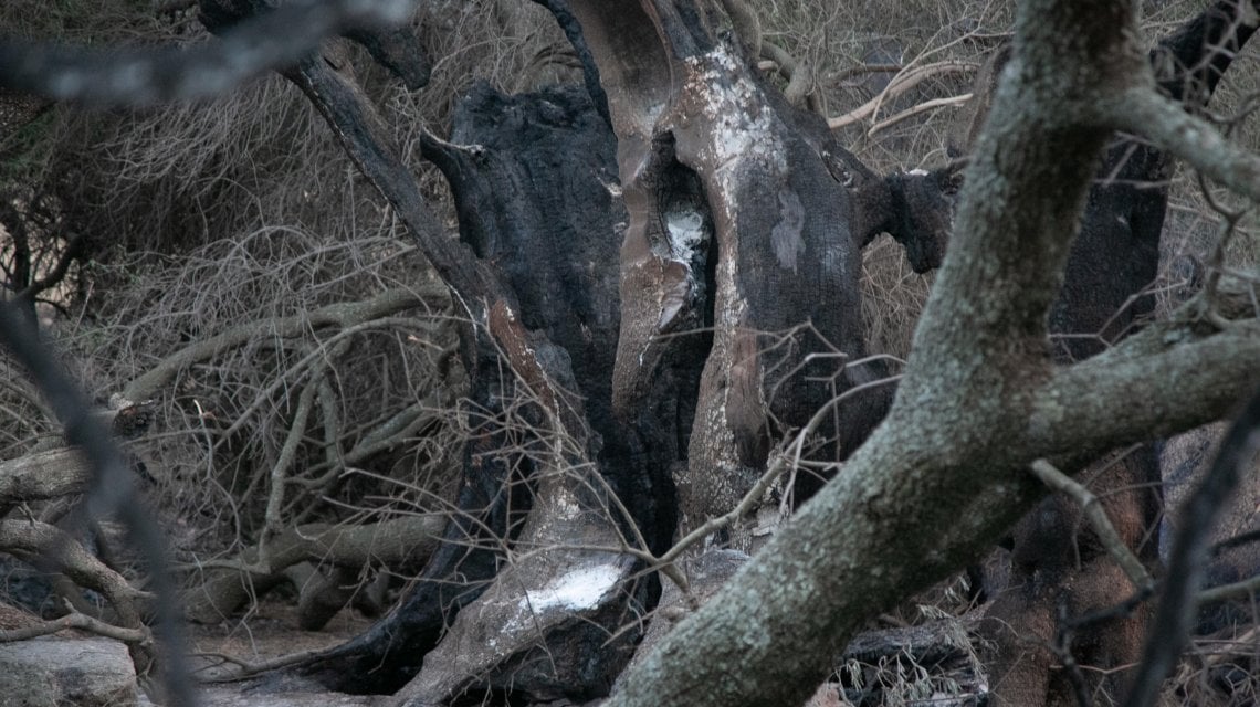 Gli uliveti di Cuglieri sono stati totalmente distrutti dalle fiamme. (Foto\Ansa)