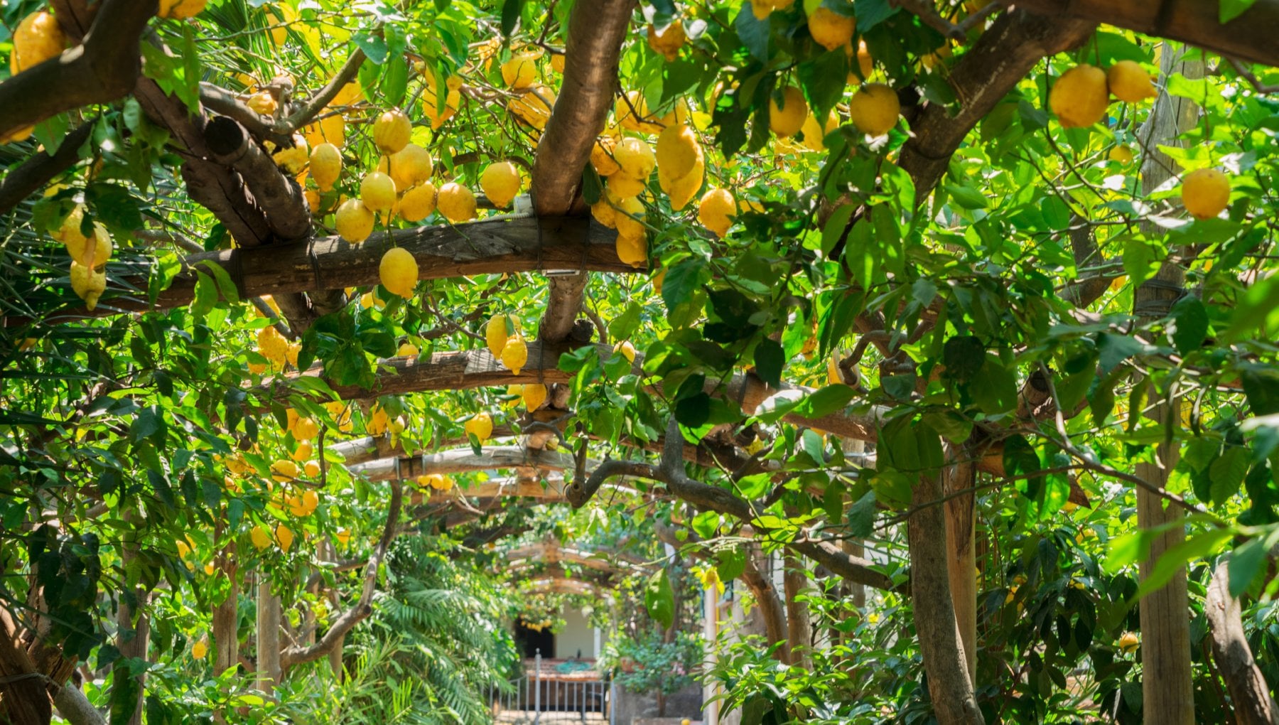 Dal fiordilatte ai limoni, le mille anime dei Monti Lattari (e delle due costiere) - Vimarsana News