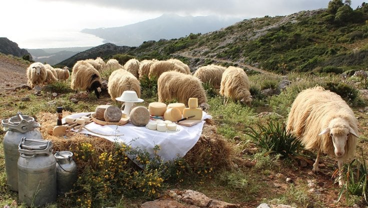 Dalla crisi del latte alla rinascita: i formaggi sardi che dobbiamo salvare
