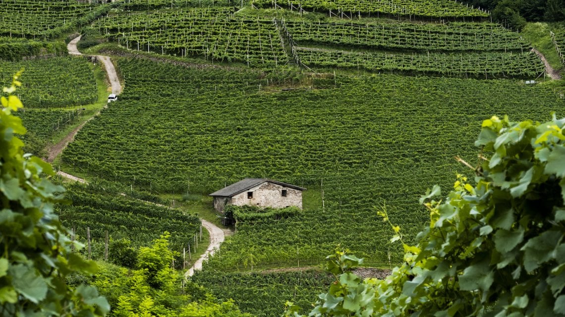 Due i nuovi impianti aziendali, uno a Pinot Meunier e uno a Riesling